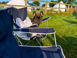 Frenchie enjoying her holiday