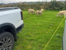 Sheep around the site