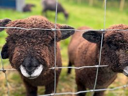Baby sheep