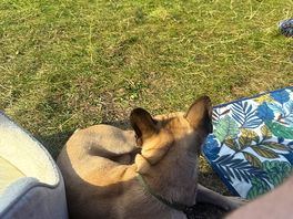 Our pups first time camping