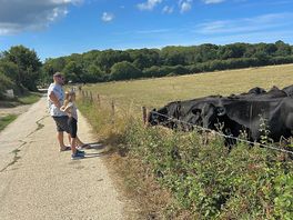 The road leading to the site with the friendly cows