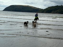 The dogs loved the beach
