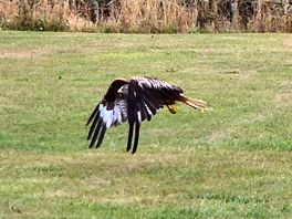 Red kite