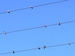 Sand martins