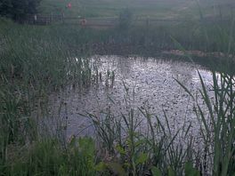 Pond on site