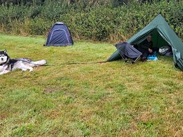 Me and my husky, tent pitched in fairlinch farm's camping field on an august morning