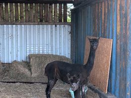 Alpacas