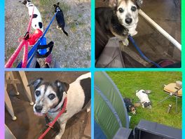 Doggies loved it