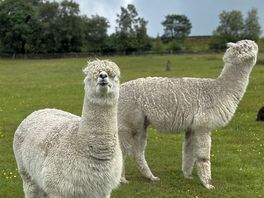Alpacas onsite