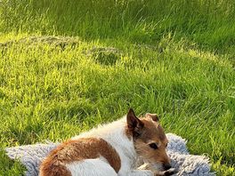 Toffee relaxing.