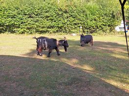 Animals