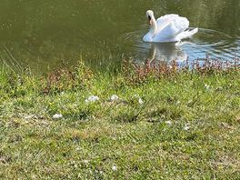 Swans in the lake