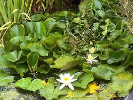 Lilly pond