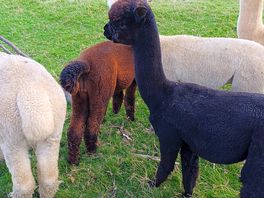 Alpacas
