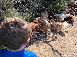 The kids loved the onsite chickens