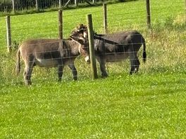 The donkeys
