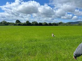 Loads of space to roam