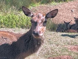 Deer safari