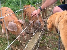 Friendly piglets