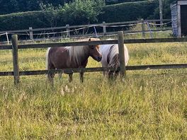 Our neighbours across the field