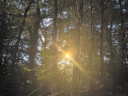 Moon through the woods