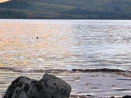 Otters again