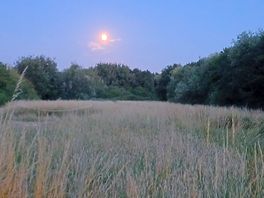 Moonlight