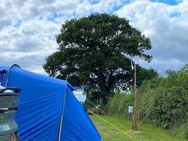 Wonderful tree at pitchside