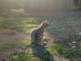 Un sympathique résidant des lieux :)