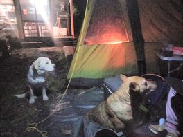 Blessed by dogs