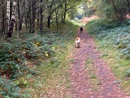 Dogs loved the woods