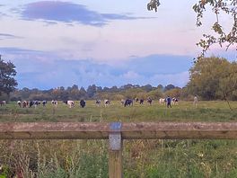 Cows that visit ever evening