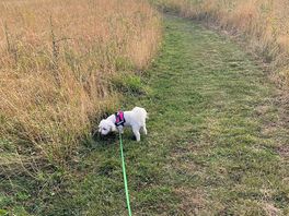 Good walks