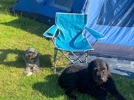 Dogs loved it
