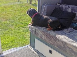 Dog happy