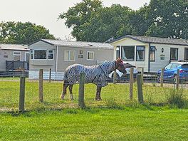 Local zebra