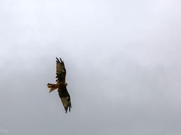 Red kite