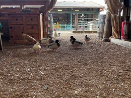 Chicken