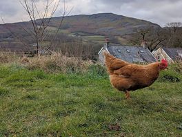 Friendly chickens