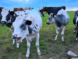 Cows overlooking the site