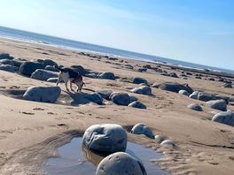 Local beach