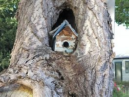 Breeding box in tree