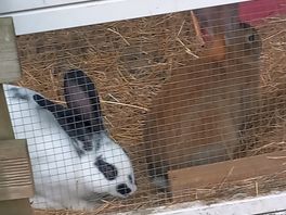 Friendly bunnies to pet