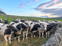 The neighbours