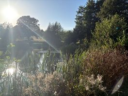 The pond