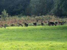 Deer