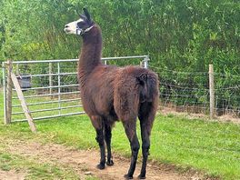 Llama