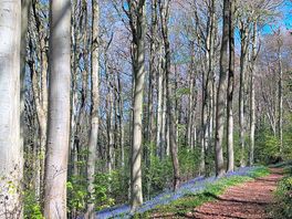 Woodland walk