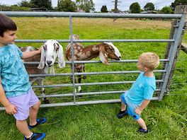 Meeting the farm amimals
