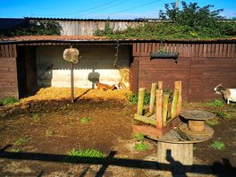 Pregnant goats